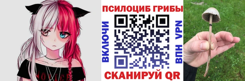 Псилоцибиновые грибы Psilocybe  Купить закладки  Челябинск 